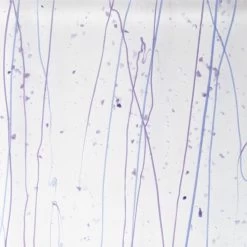 Bullseye Neo-Lavender, Purple And Cobalt Blue On Clear Mardi Gras - 90 COE -Stained Glass Deals Store 187591 80