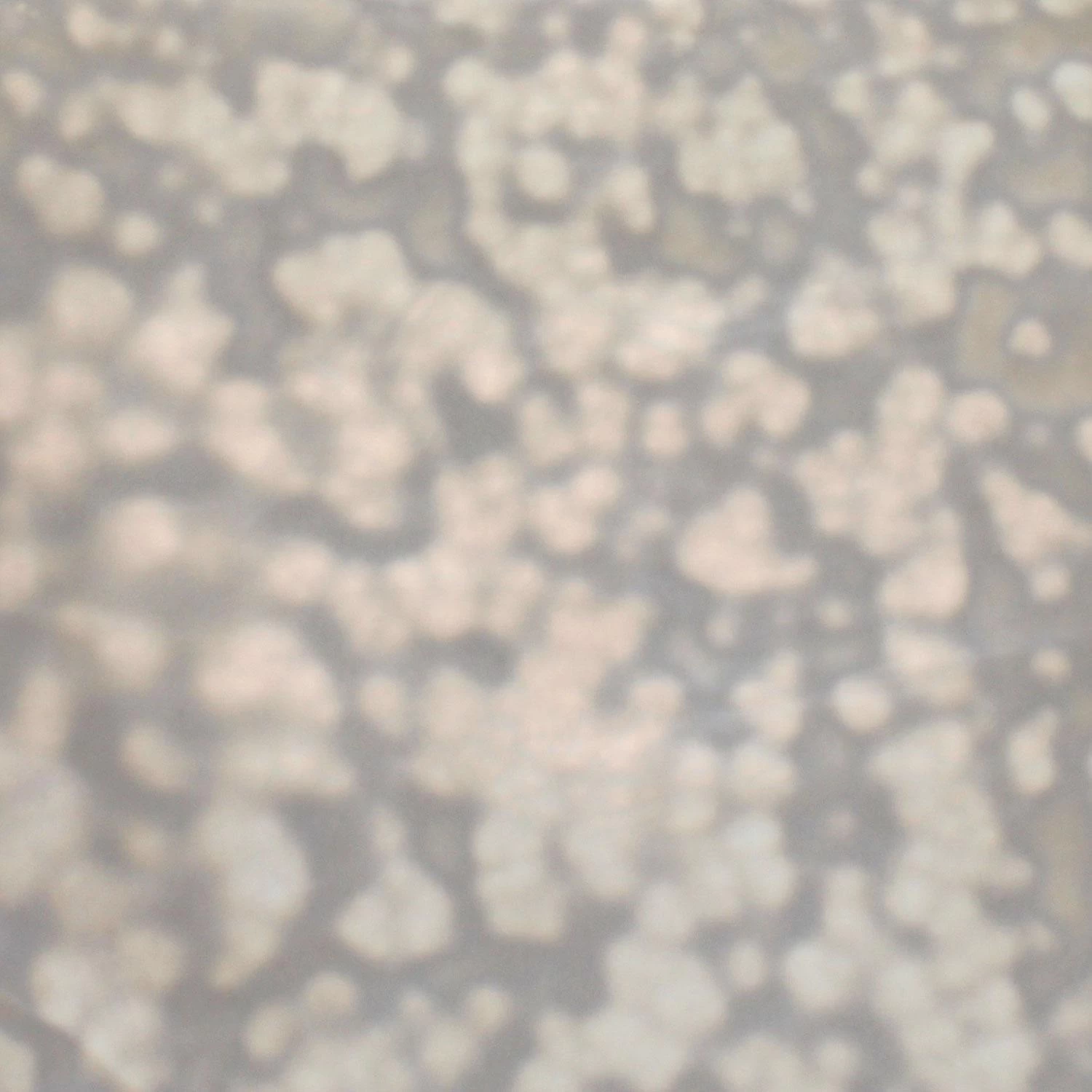 Youghiogheny White Mottle 1 Youghiogheny White Mottle