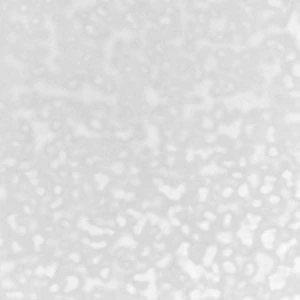 Youghiogheny White Mottle 6 Youghiogheny White Mottle - Image 6