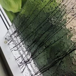 Bullseye Black On Clear Mardi Gras - 90 COE 10 Bullseye Black On Clear Mardi Gras - 90 COE -Stained Glass Deals Store 198539 30