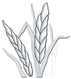 Harvest Grain Clear Bevel Cluster 5 Harvest Grain Clear Bevel Cluster -Stained Glass Deals Store 204018 20