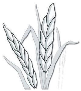 Harvest Grain Clear Bevel Cluster 3 Harvest Grain Clear Bevel Cluster - Image 3