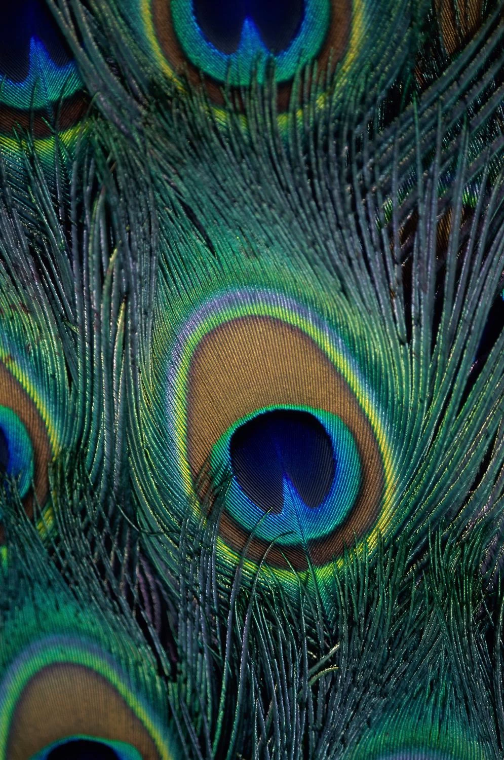 Kokomo Light Peacock Blue Transparent Flemish 4 Kokomo Light Peacock Blue Transparent Flemish - Image 4