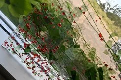 Bullseye Fracture Streamers Holly Berry On Clear - 90 COE -Stained Glass Deals Store 227805 40