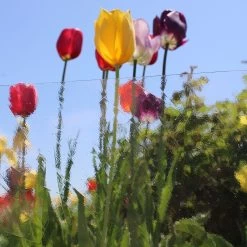 Oceanside Clear Artique - 96 COE 19 Oceanside Clear Artique - 96 COE -Stained Glass Deals Store 230195 90