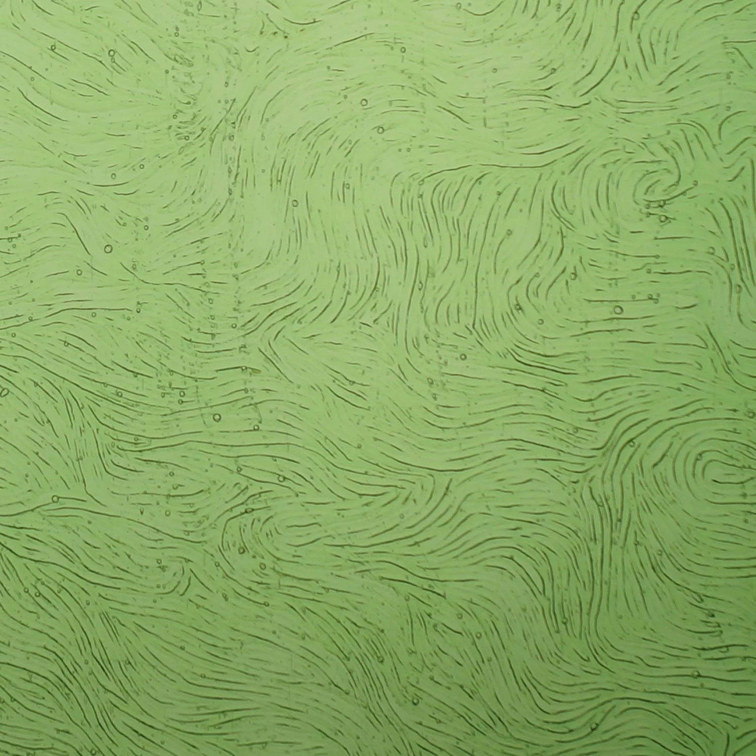 Kokomo Light Green Transparent Vertigo 4 Kokomo Light Green Transparent Vertigo - Image 4