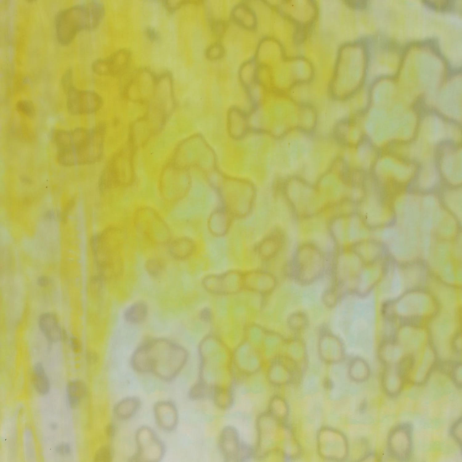 Uro Lemon Yellow, Golden Yellow And White Mottle 1 Uro Lemon Yellow, Golden Yellow And White Mottle